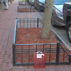 Enlarge Tree Pits Program